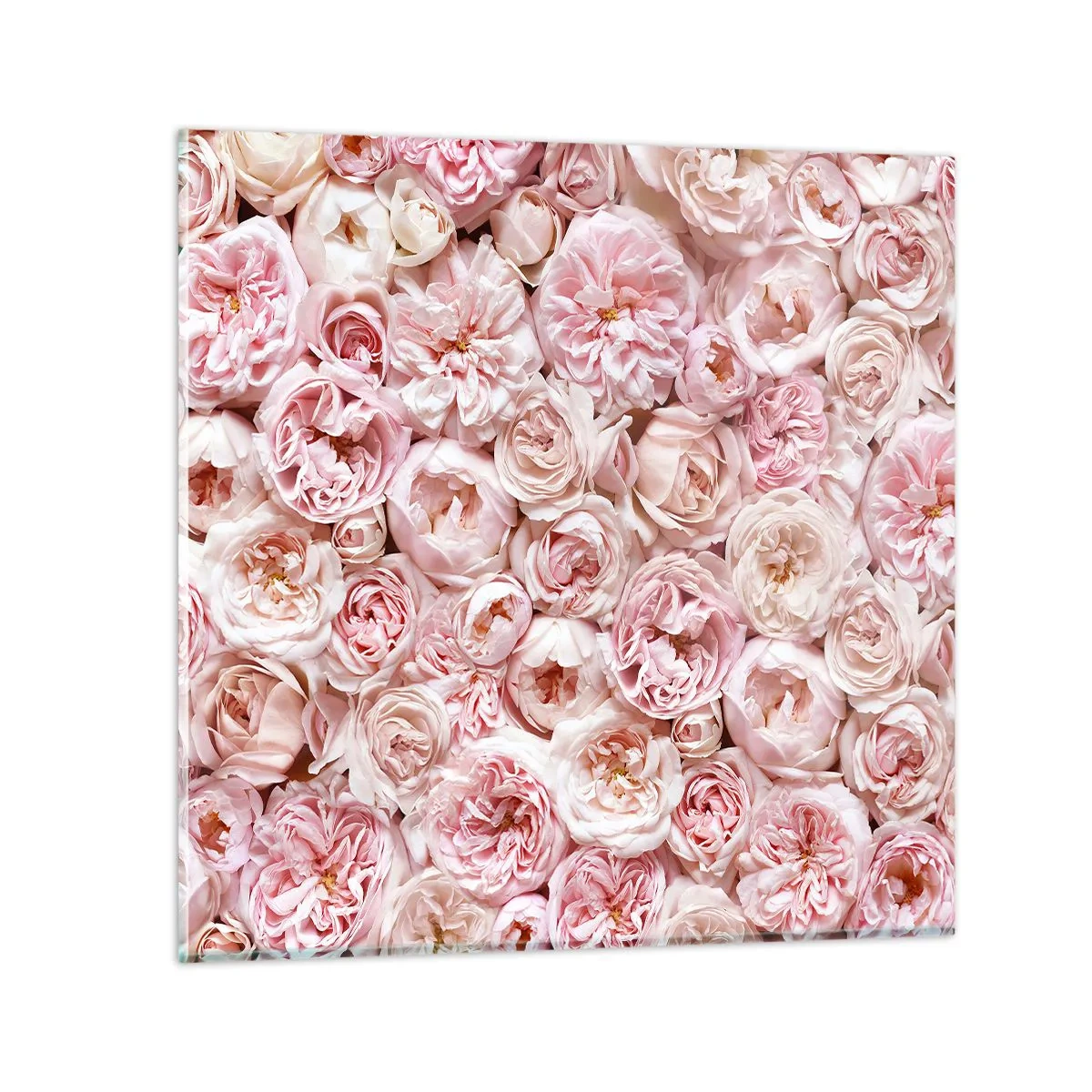Glasbild - Bild auf glas - Auf Rosen gebettet - 30x30 cm
