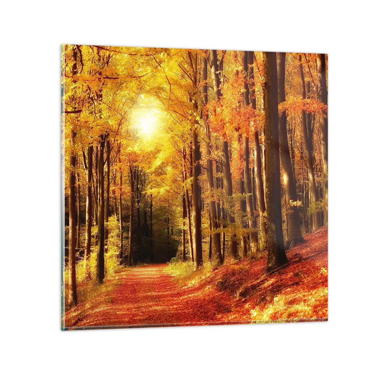 Glasbild - Bild auf glas - Goldener Herbst auf einer Forststraße - 40x40 cm