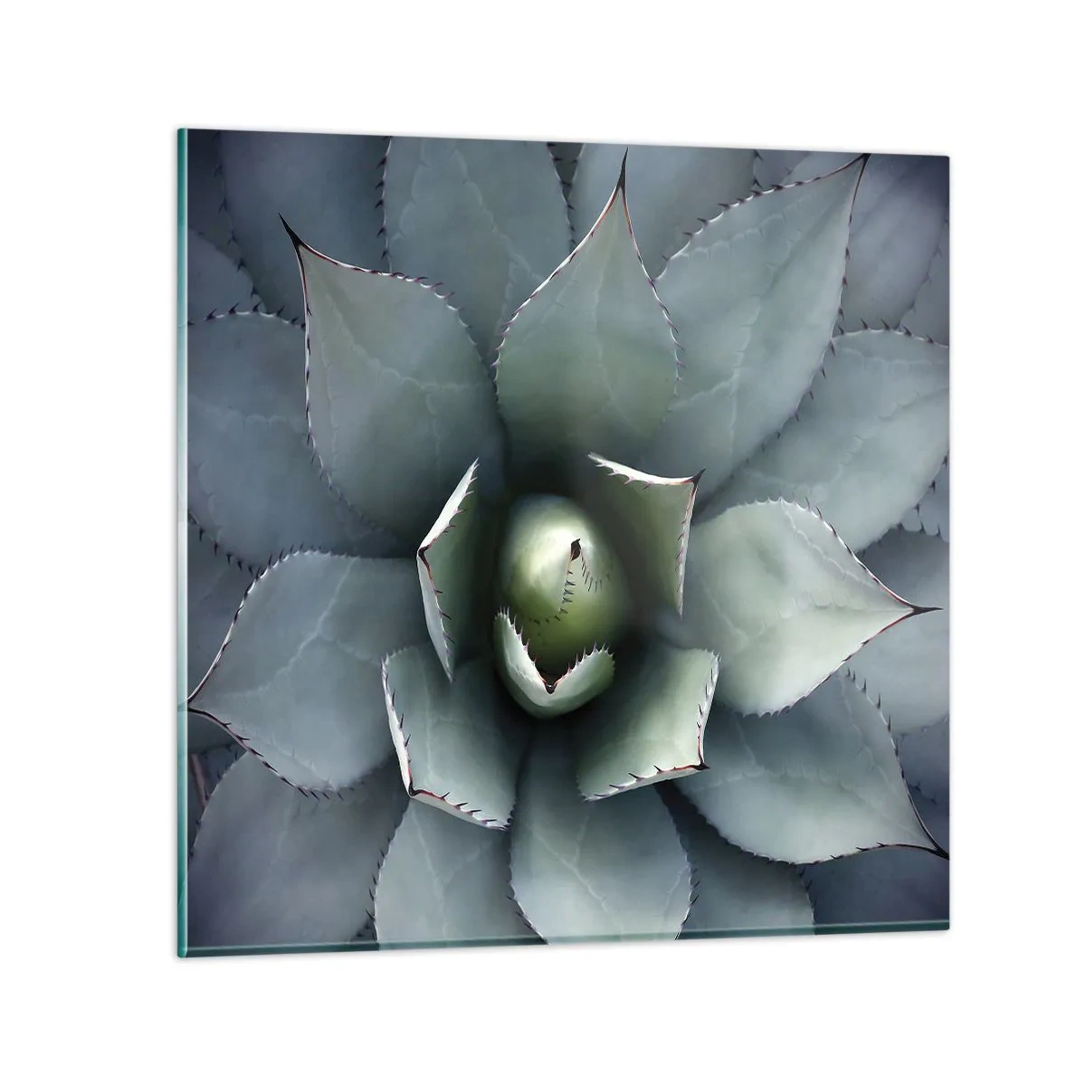Glasbild - Bild auf glas - Es lockt an und warnt - 50x50 cm