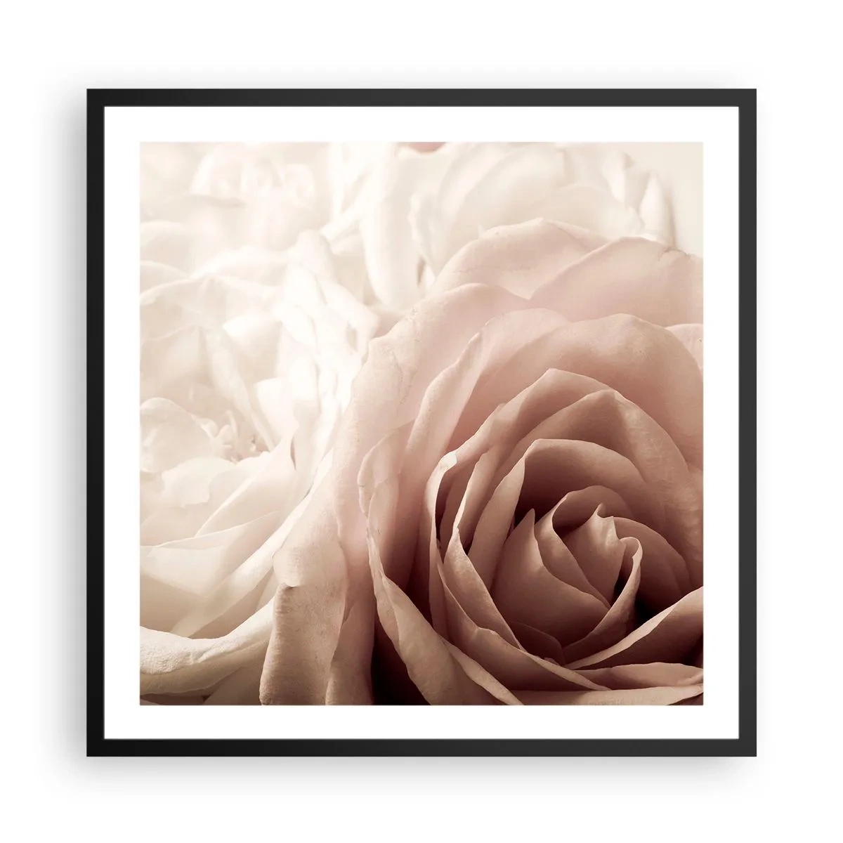 Poster in einem schwarzem Rahmen - Im Herzen der Rose - 60x60 cm