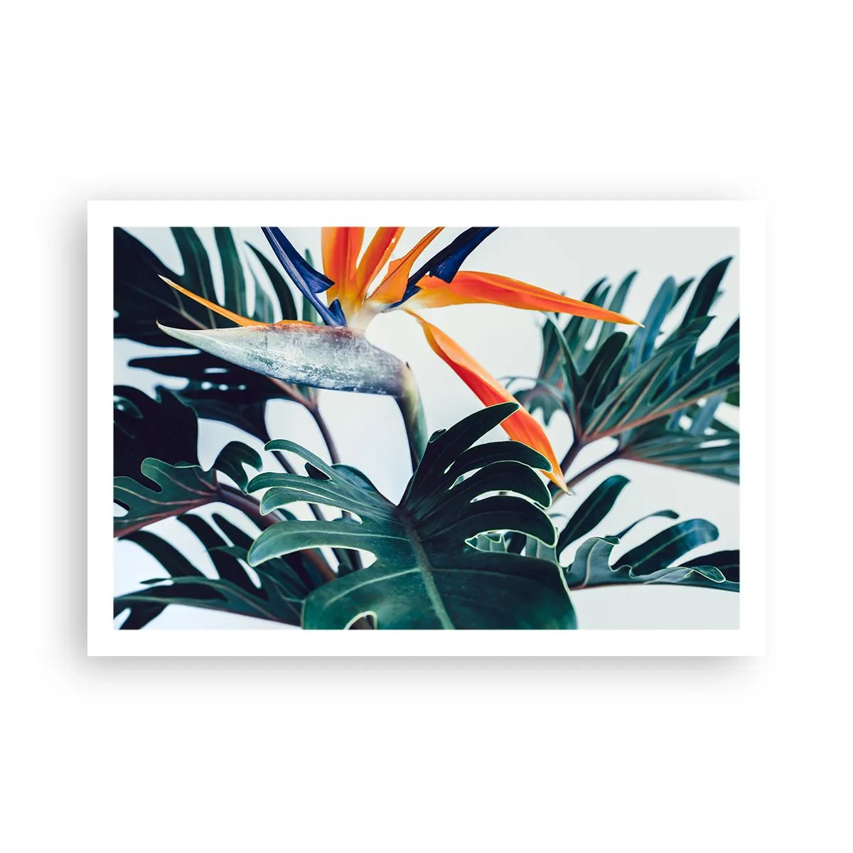 Poster - Vogelbusch - 91x61 cm
