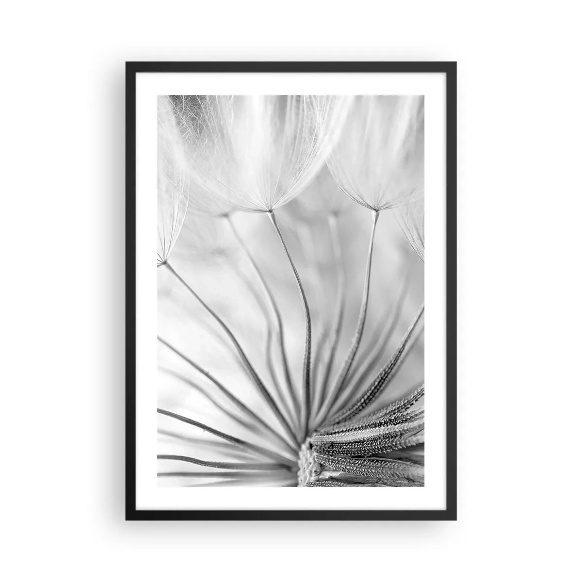 Poster in einem schwarzem Rahmen - Schwarz-Weiß-Makrofoto eines Löwenzahns mit subtilen Details - 50x70cm - Löwenzahn, Drachen - Moderne Wanddekoration für Wohnzimmer und Schlafzimmer ARTTOR