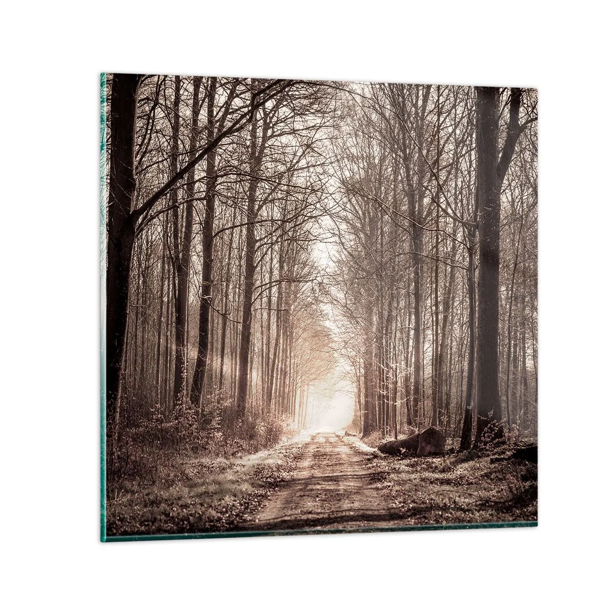 Glasbild - Bild auf glas - Waldkathedrale - 70x70 cm