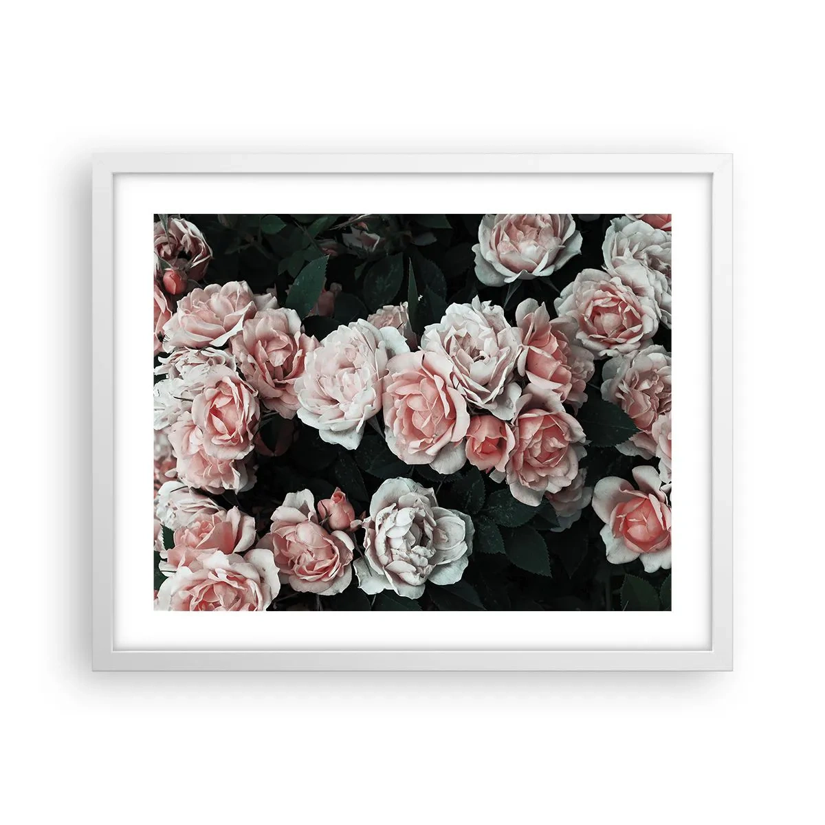 Poster in einem weißen Rahmen - Rosen-Ensemble - 50x40 cm