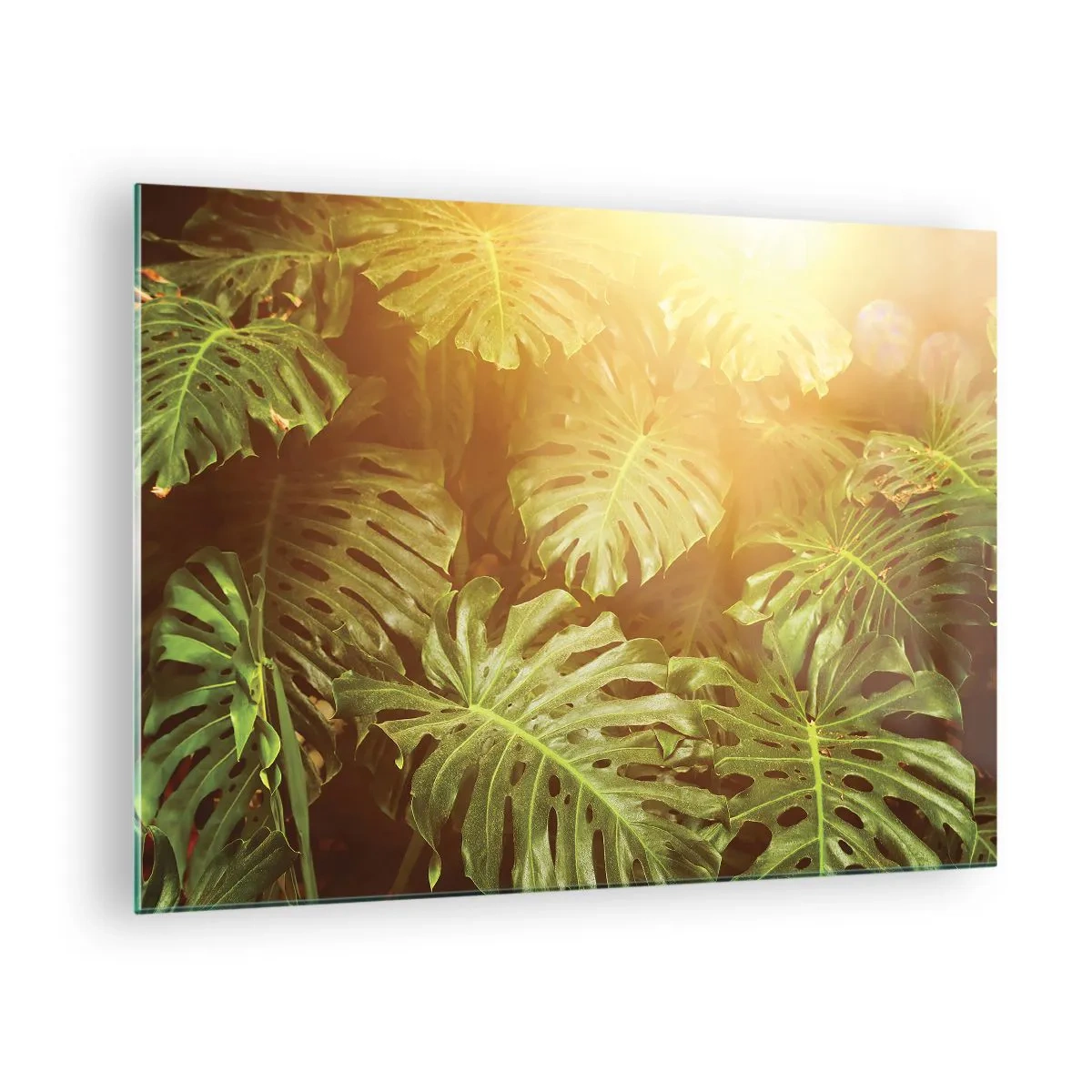 Glasbild - Bild auf glas - Grüne Monstera-Blätter im goldenen Licht der tropischen Sonne - 70x50cm - Ins Grüne tretren... - Moderne Wanddekoration für Wohnzimmer und Schlafzimmer ARTTOR