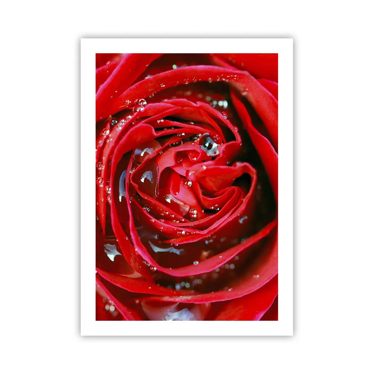 Poster - Nahaufnahme einer roten Rose mit Wassertropfen - 50x70cm - In den Tautropfen - Moderne Wanddekoration für Wohnzimmer und Schlafzimmer ARTTOR