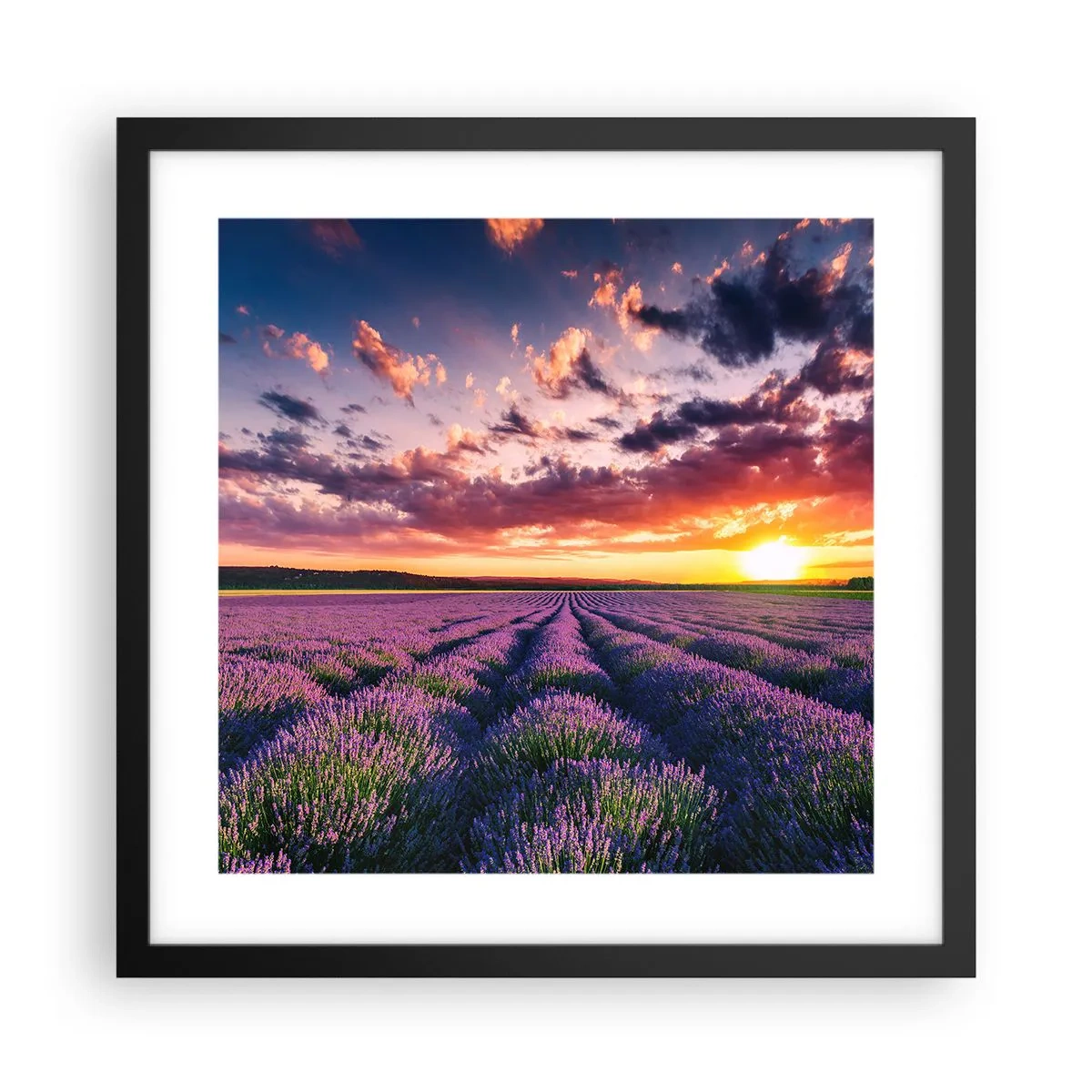Poster in einem schwarzem Rahmen - Lavendel Welt - 40x40 cm