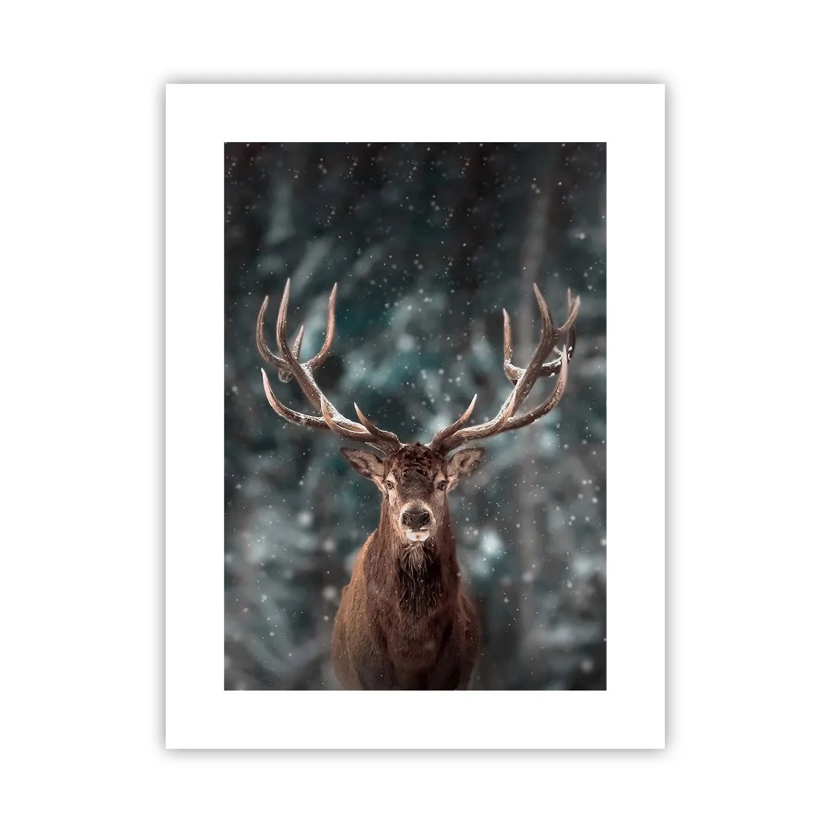 Poster - Gekrönter König des Waldes - 30x40 cm