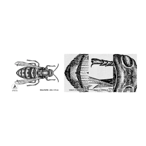 Fototapeten Muster Premium Canvas - Von einem Insektenplaneten - Wespe, Insekt, Minimalistisch - 100x30 cm