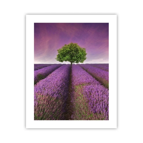 Poster - Auf Lavendelfeldern - 40x50 cm