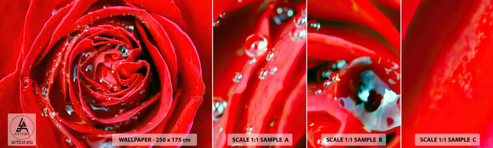 Fototapetenmuster Standard Eco - In den Tautropfen - Blumen, Rote Rose, Liebe - 100x30 cm