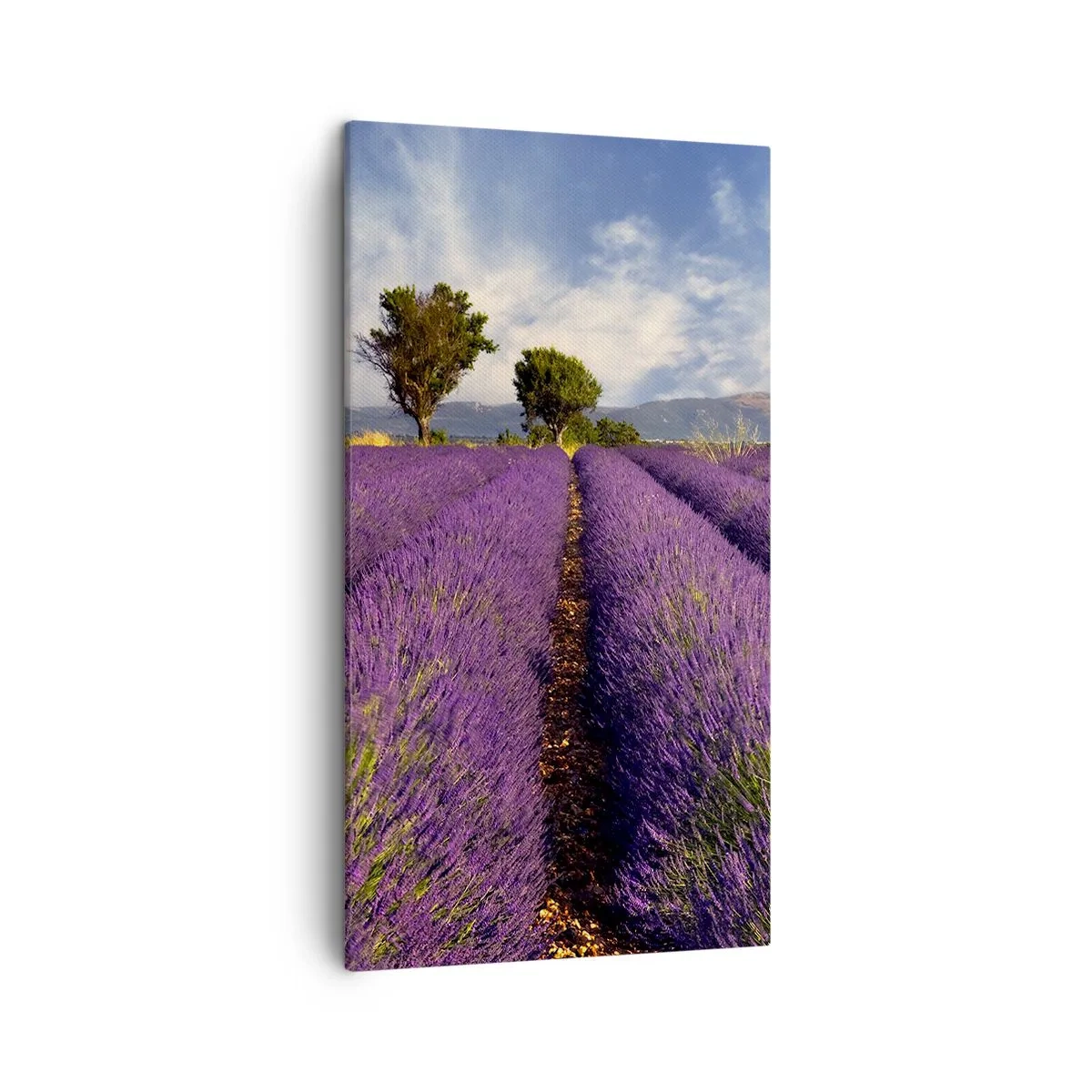 Bild auf Leinwand - Leinwandbild - Lavendelfelder - 45x80 cm