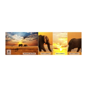 Fototapeten Muster Selbstklebend Deluxe Sticker - Familienspaziergang - Tiere, Afrika, Elefant - 100x30 cm