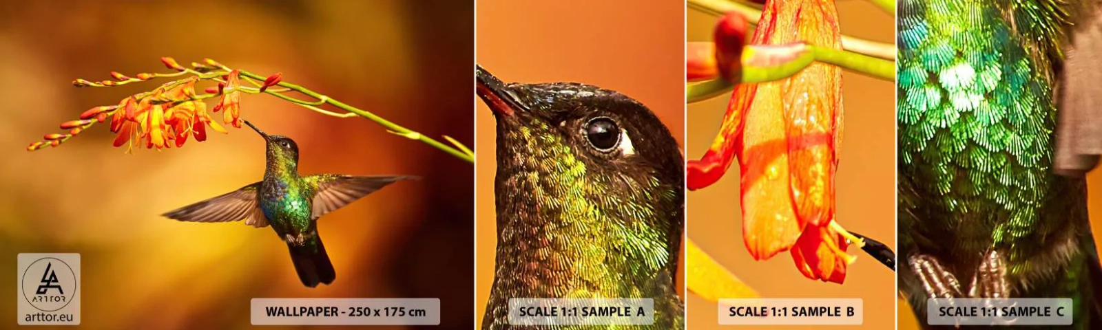 Fototapetenmuster Standard Eco - Ein Lichtbote nach den Maya - Kolibri, Vogel, Natur - 100x30 cm