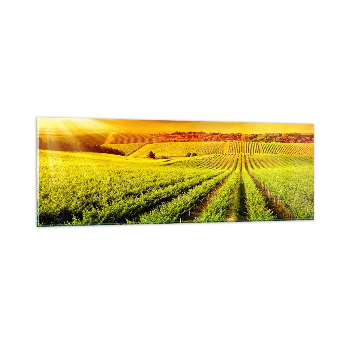 Glasbild - Bild auf glas - Unter der australischen Sonne - 90x30 cm