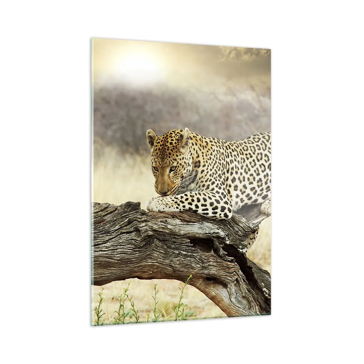 Glasbild - Bild auf glas - Ein Leopard ruht auf einem Holzast - 50x70cm - Ich gehe meine eigenen Wege - Moderne Wanddekoration für Wohnzimmer und Schlafzimmer ARTTOR