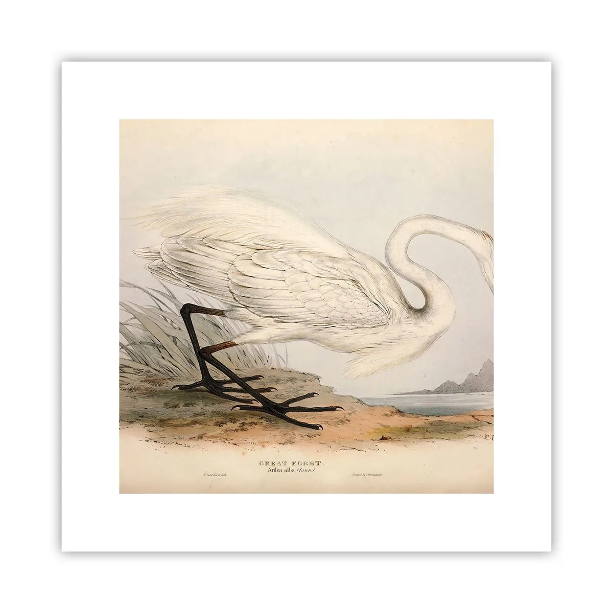 Poster - Dame auf den Binsen - 30x30 cm