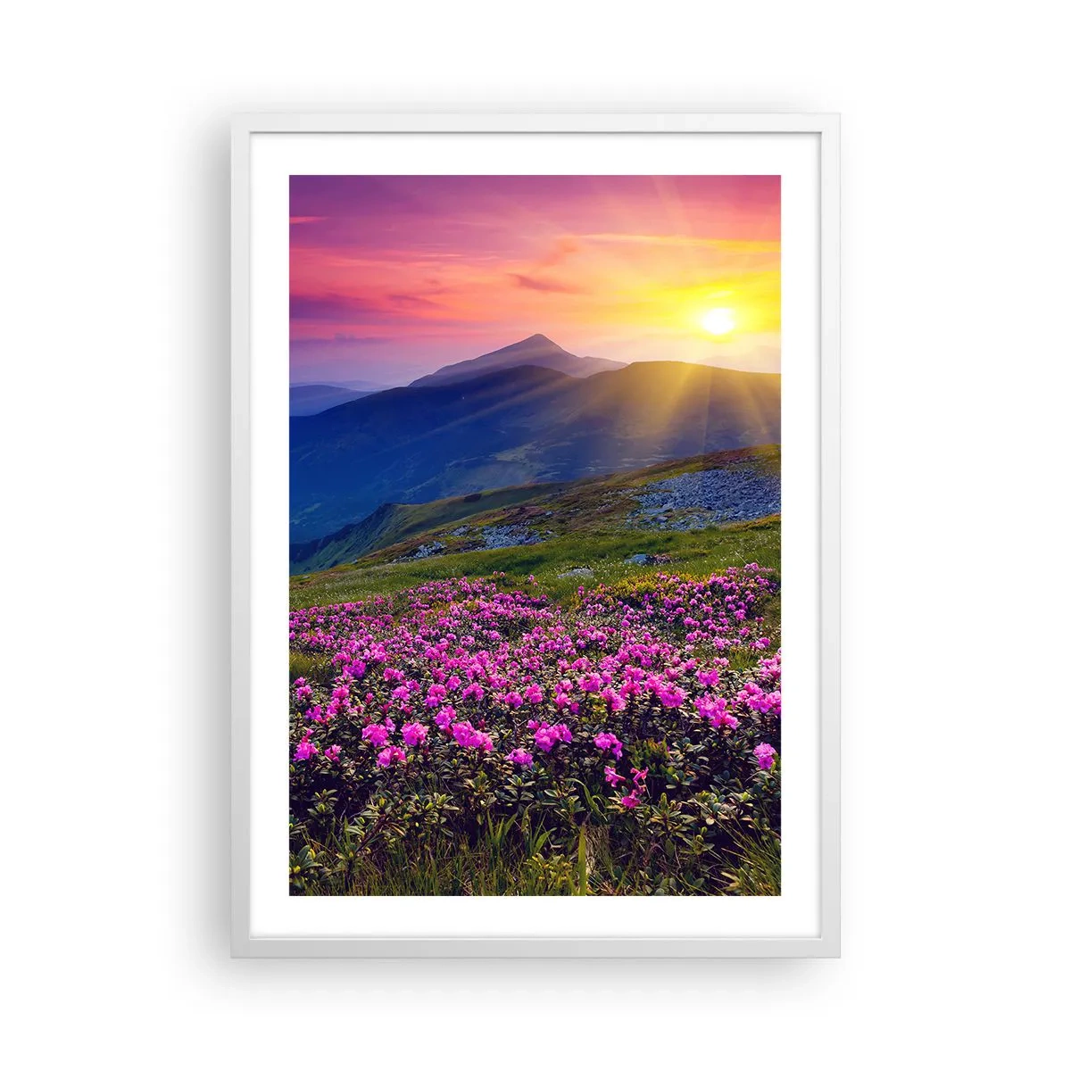 Poster in einem weißen Rahmen - … Und drumherum duftet es nach Latschenkiefer und dem Duft von Kräutern - 50x70 cm