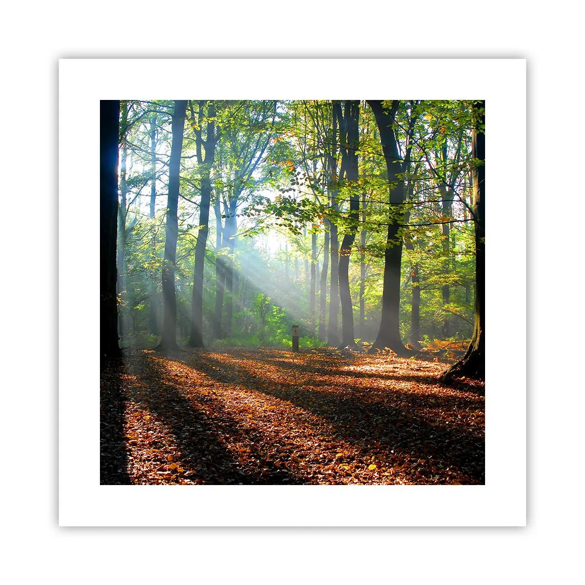 Poster - Licht und Schatten - 40x40 cm