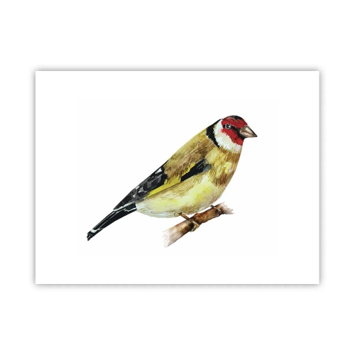 Poster - Vogelporträt - 40x30 cm