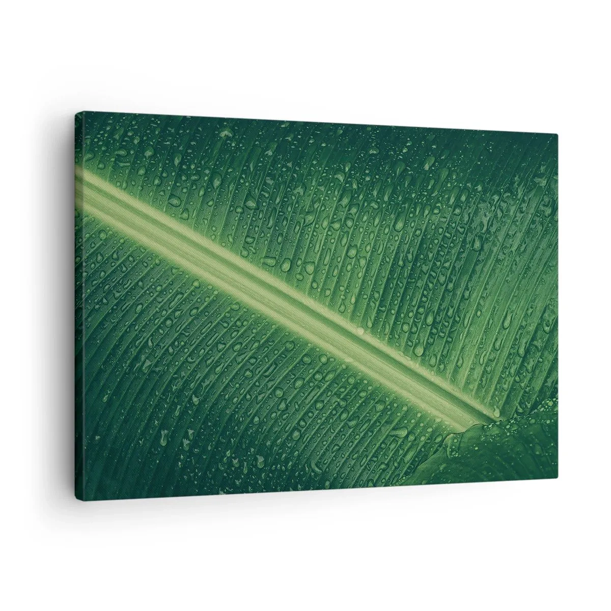 Bild auf Leinwand - Leinwandbild - Ein grünes Blatt mit Wassertropfen auf der Oberfläche - 70x50cm - Die Struktur des Grüns - Moderne Wanddekoration für Wohnzimmer und Schlafzimmer ARTTOR