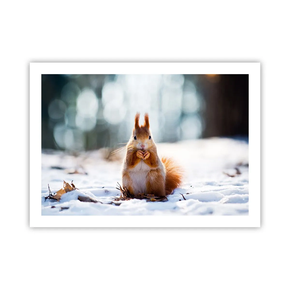 Poster - Wo schaust du hin? - 70x50 cm