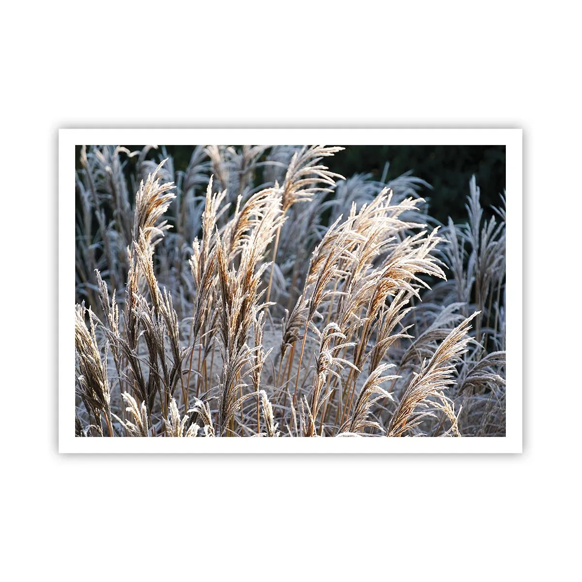 Poster - Winterliche Grashalme mit Frost bedeckt vor einem dunkelgrünen Hintergrund - 100x70cm - Gekleidet mit Frost - Moderne Wanddekoration für Wohnzimmer und Schlafzimmer ARTTOR