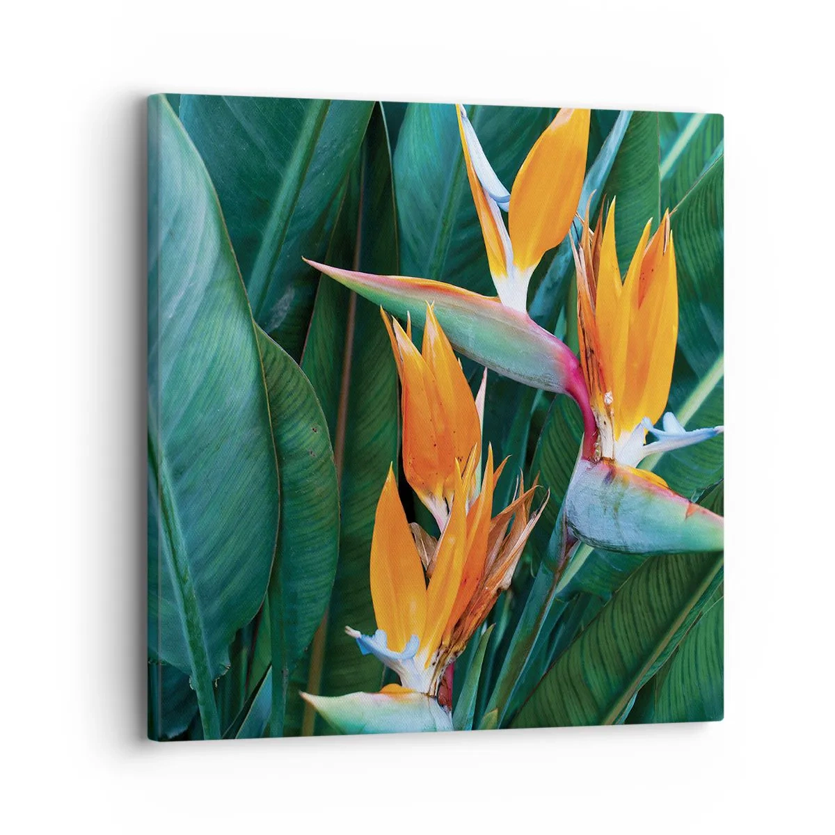 Bild auf Leinwand - Leinwandbild - Ist es eine Blume oder ist es ein Vogel? - 30x30 cm