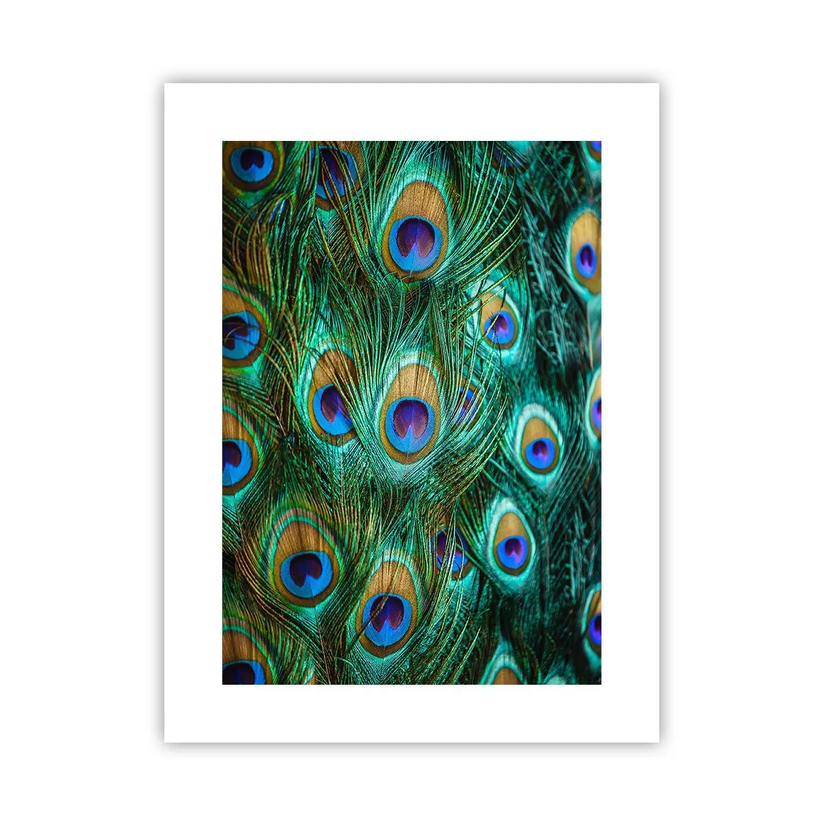 Poster - Ein Blick mit Pfauenaugen - 30x40 cm