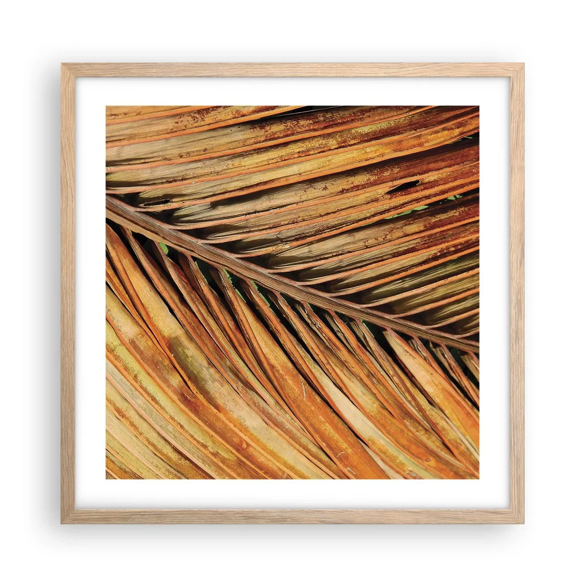 Poster in einem Rahmen aus heller Eiche - Kokosnuss-Gold - 50x50 cm