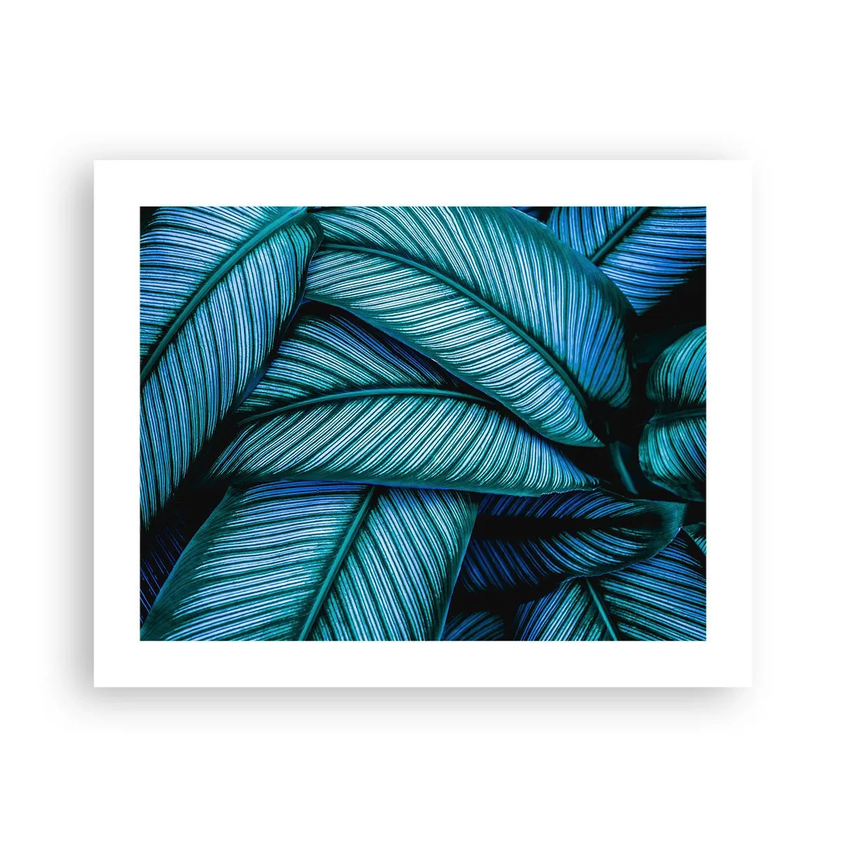 Poster - Lebenslinien - 50x40 cm