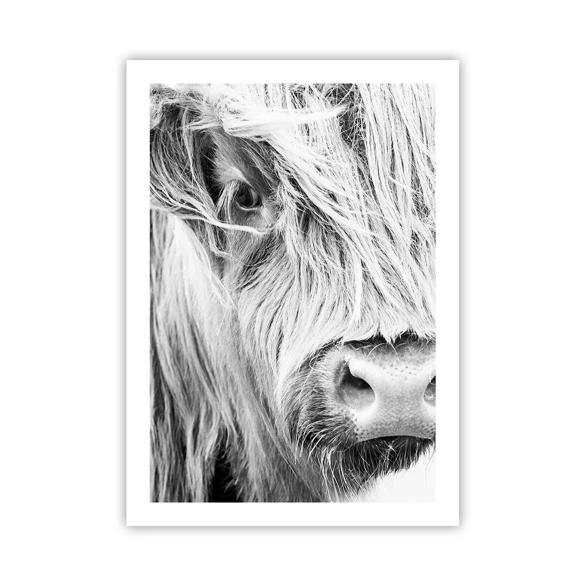 Poster - Ein Nahaufnahme-Schwarzweißporträt einer schottischen Hochlandkuh. - 50x70cm - Schottische Wildheit - Moderne Wanddekoration für Wohnzimmer und Schlafzimmer ARTTOR