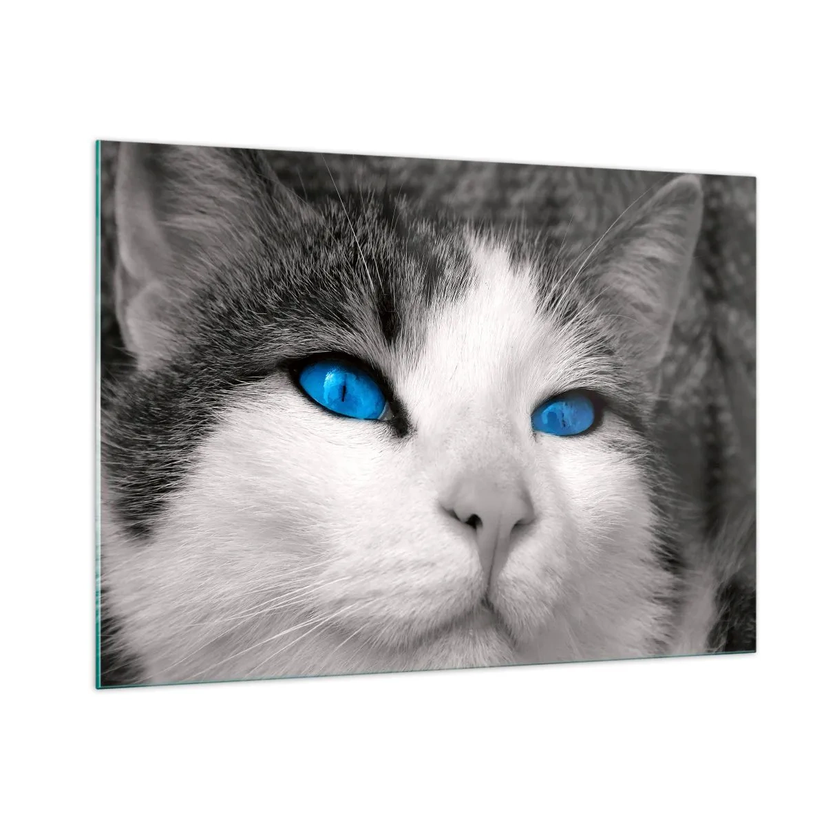 Glasbild - Bild auf glas - Ein Schwarzweißfoto einer Katze mit intensiv blauen Augen. - 100x70cm - Ungewöhnlich blauäugig - Moderne Wanddekoration für Wohnzimmer und Schlafzimmer ARTTOR