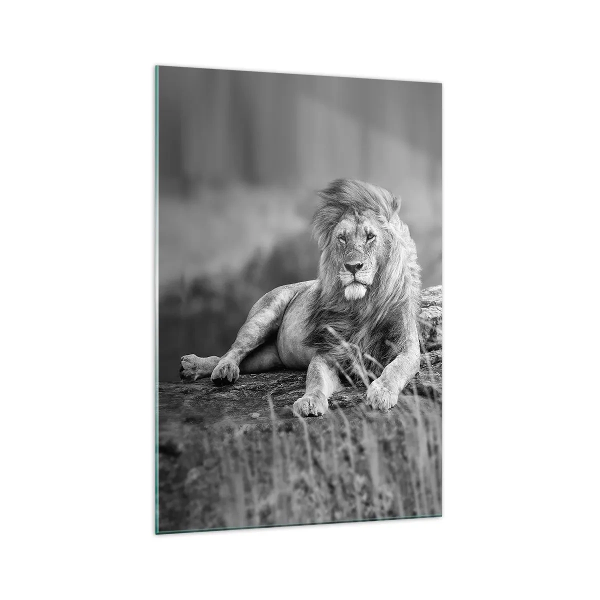 Glasbild - Bild auf glas - Löwe ruht auf einem Felsen im monochromen Stil - 70x100cm - Königliche Siesta - Moderne Wanddekoration für Wohnzimmer und Schlafzimmer ARTTOR