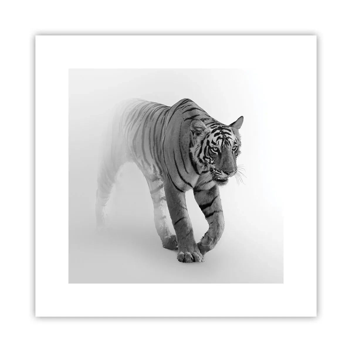 Poster - Im Nebel gelauert - 30x30 cm