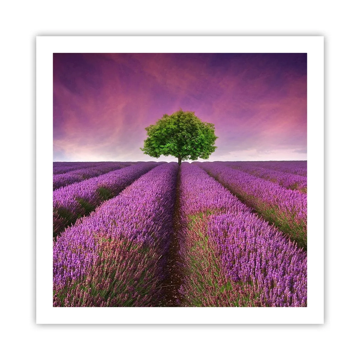 Poster - Auf Lavendelfeldern - 60x60 cm