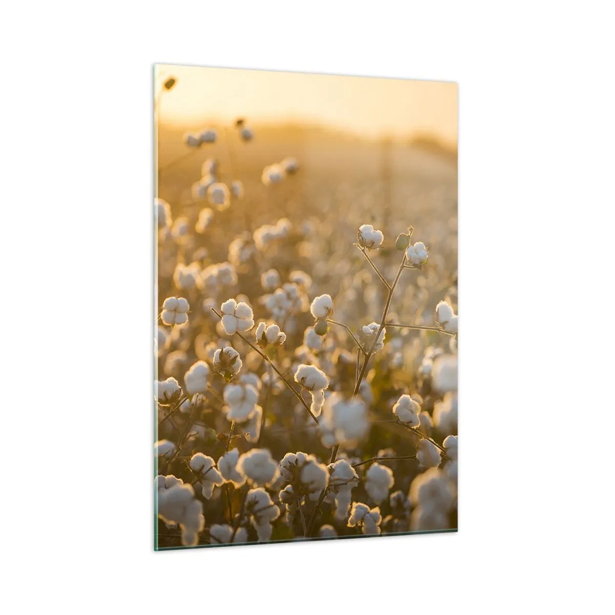 Glasbild - Bild auf glas - Baumwollfeld bei Sonnenuntergang - 50x70cm - Fluffiges Feld - Moderne Wanddekoration für Wohnzimmer und Schlafzimmer ARTTOR