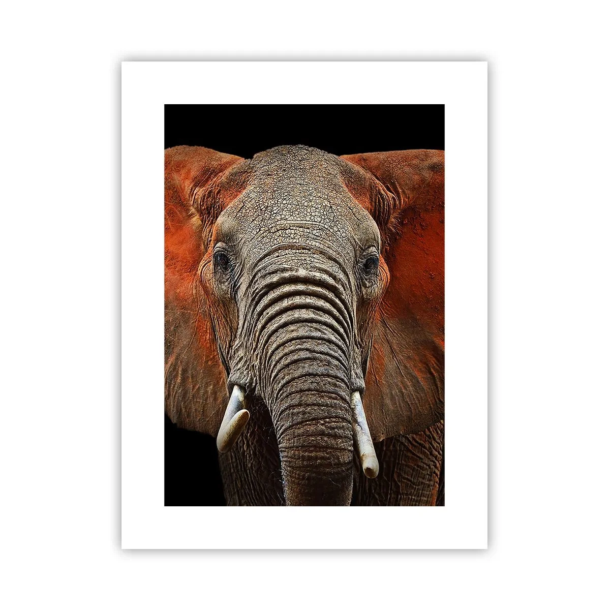 Poster - Ich bin wild und du? - 30x40 cm