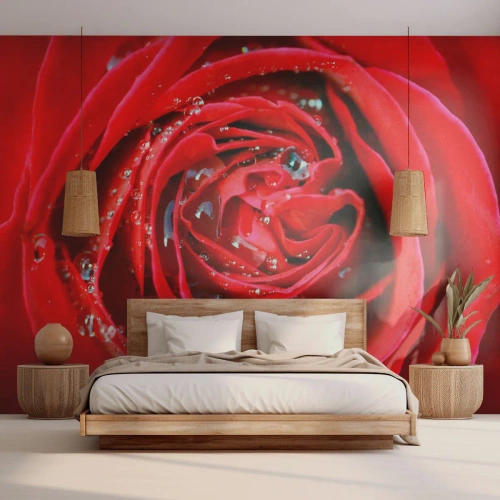 Selbstklebende Fototapete Deluxe Sticker - In den Tautropfen - Blumen, Rote Rose, Liebe - 450x315 cm