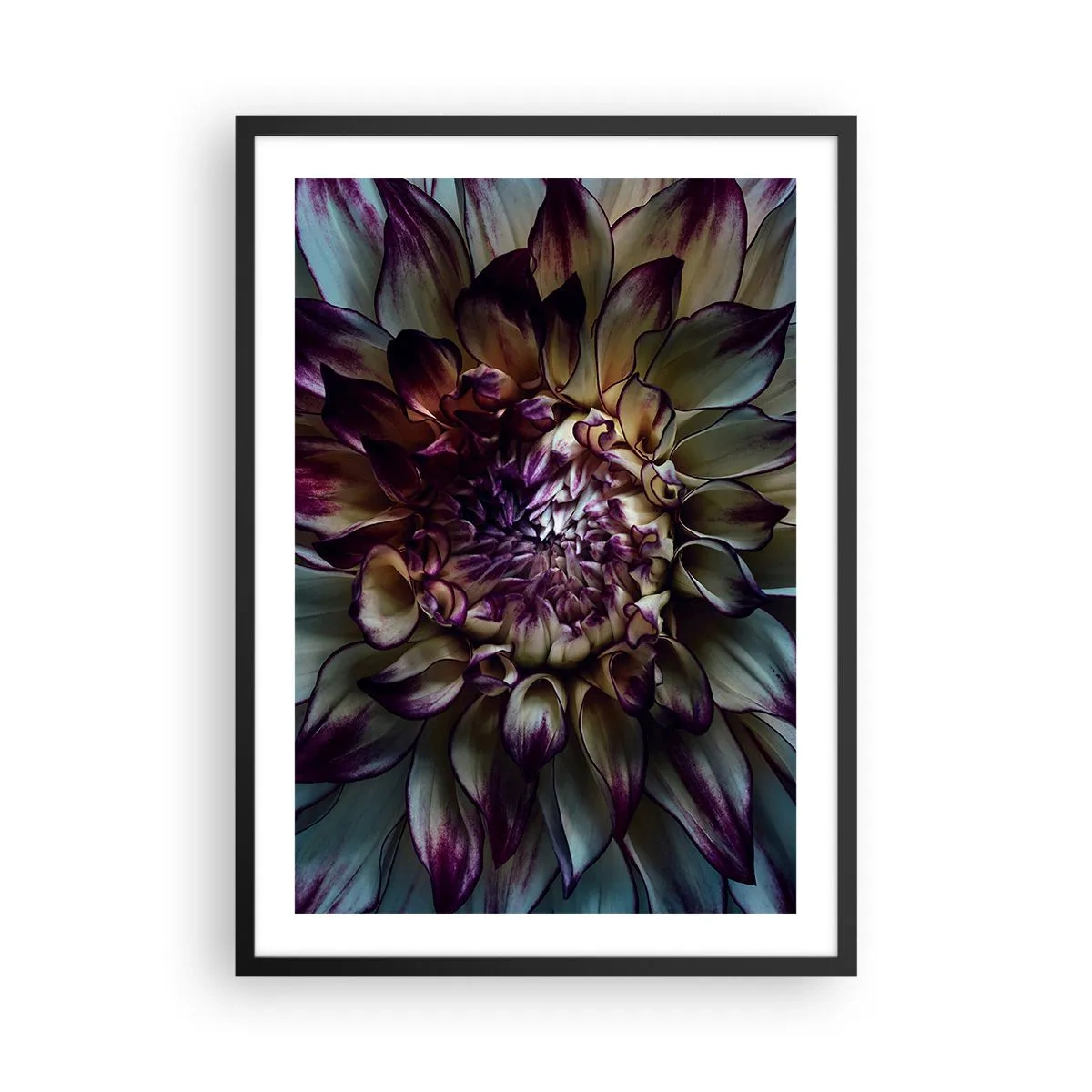 Poster in einem schwarzem Rahmen - Makrofotografie von dunklen Dahlien in Lila- und Goldtönen - 50x70cm - Die Blütezeit der Jugend - Moderne Wanddekoration für Wohnzimmer und Schlafzimmer ARTTOR