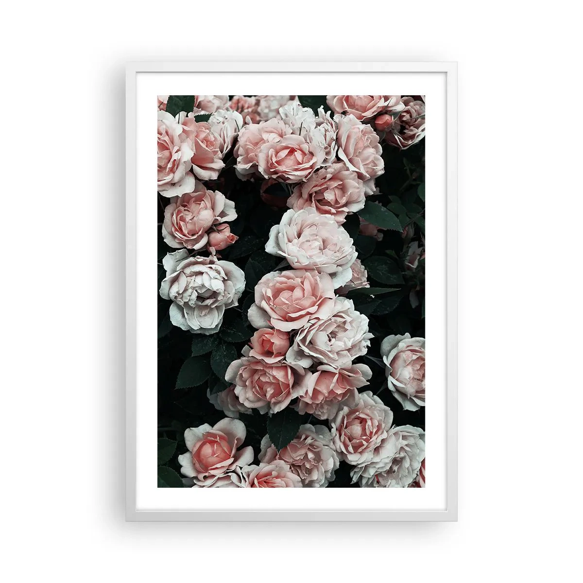 Poster in einem weißen Rahmen - Rosen-Ensemble - 50x70 cm