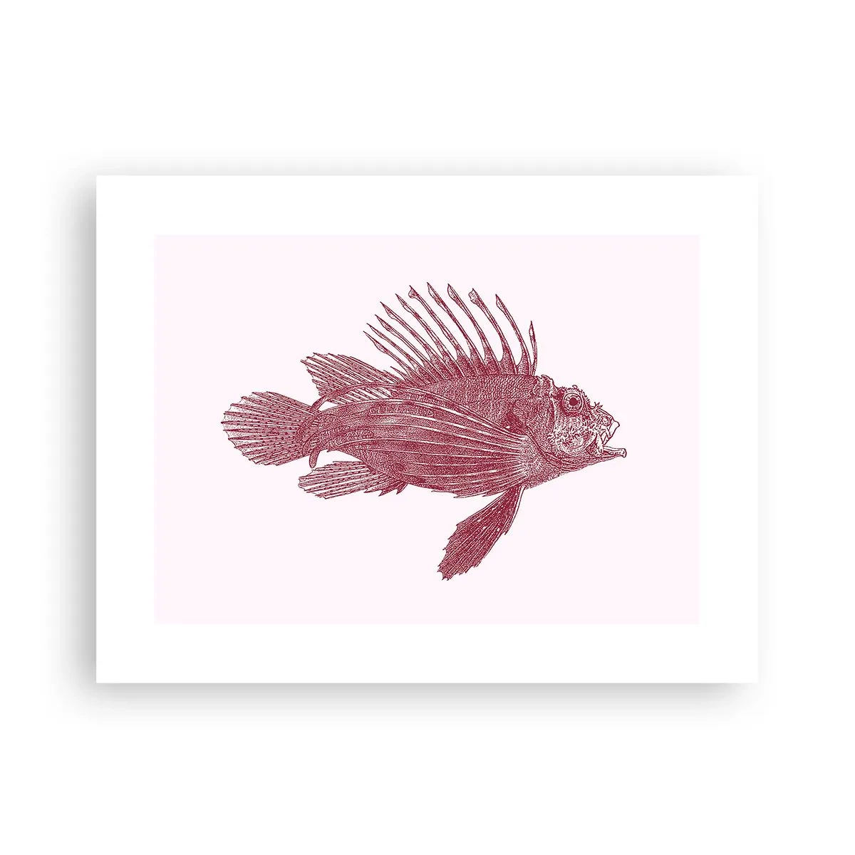 Poster - Bewohner exotischer Gewässer - 40x30 cm