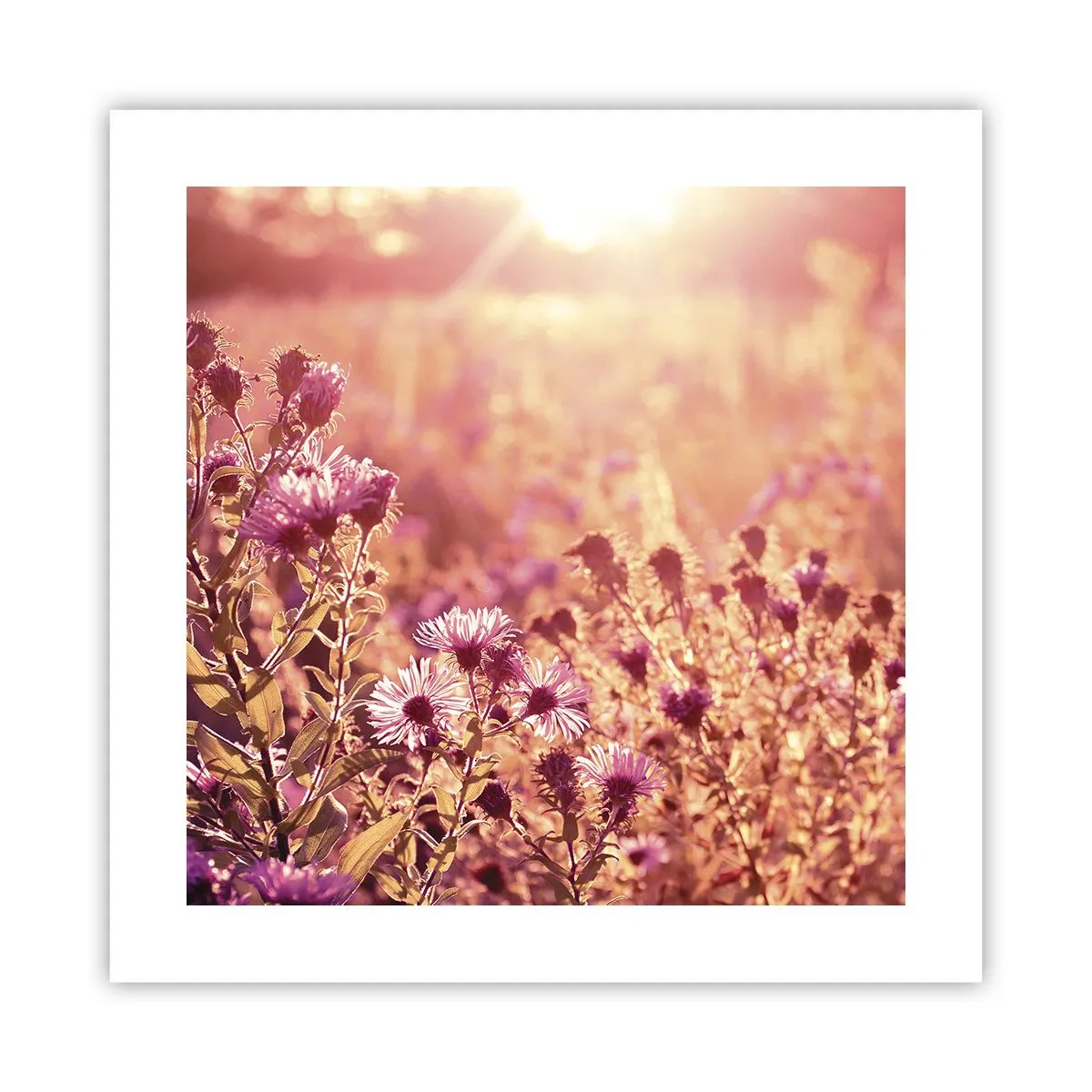 Poster - Bevor der Sommer vorbei ist - 40x40 cm