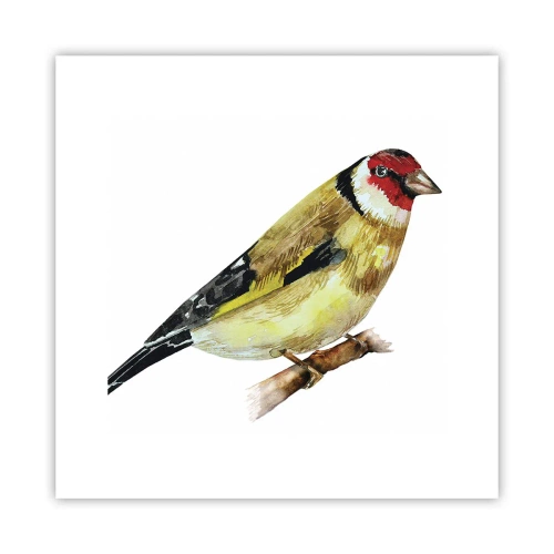 Poster - Vogelporträt - 30x30 cm
