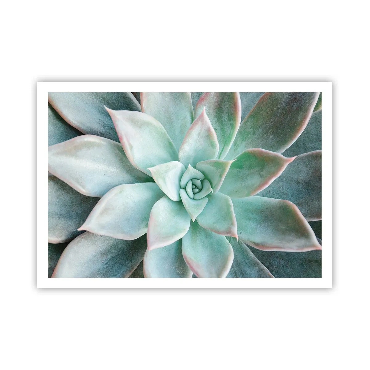 Poster - Nahaufnahme einer grünen Sukkulente - 100x70cm - Das Herz der Wüste - Moderne Wanddekoration für Wohnzimmer und Schlafzimmer ARTTOR