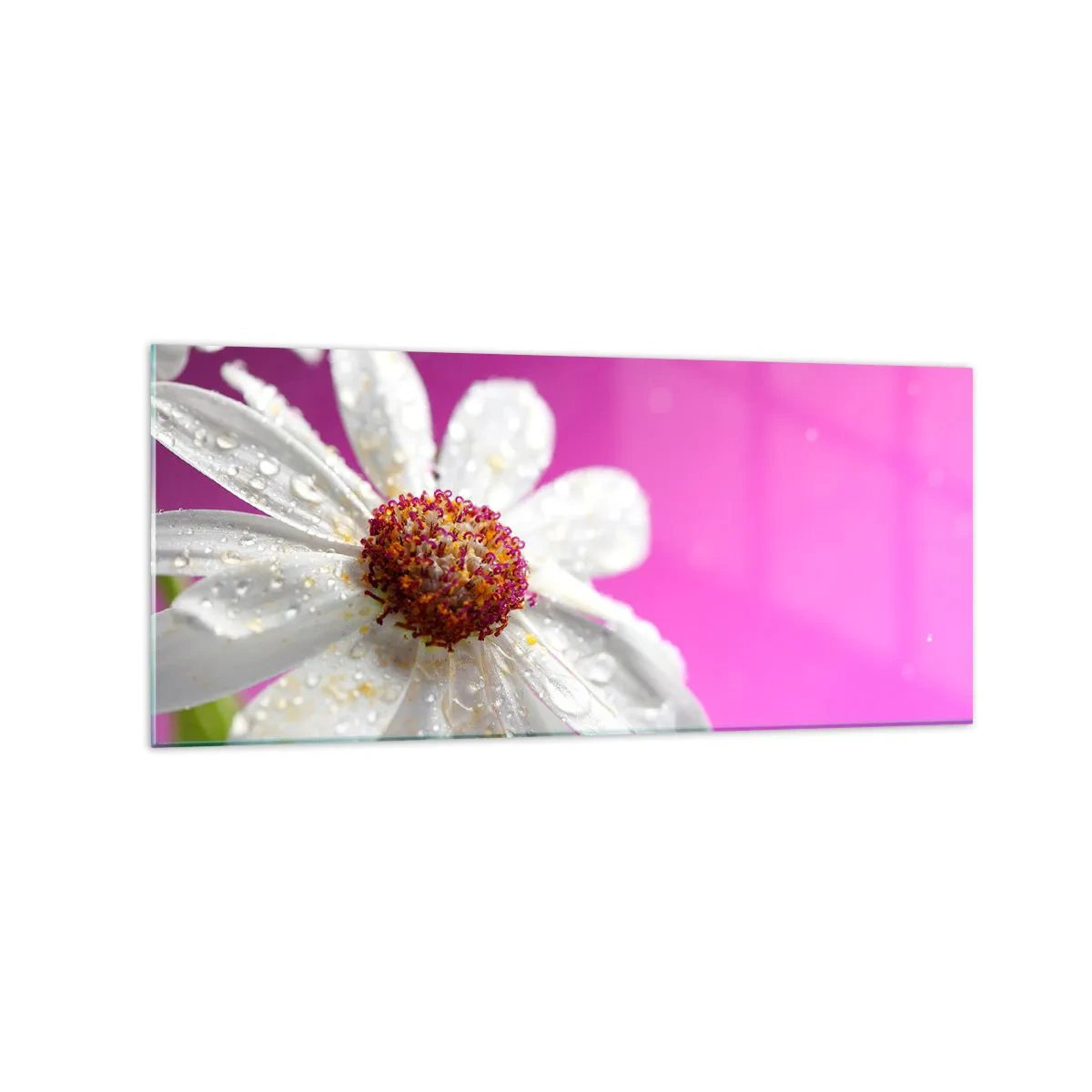 Glasbild - Bild auf glas - Ein weißes Gänseblümchen mit Wassertropfen auf einem rosa Hintergrund - 120x50cm - Bescheiden in seiner Schönheit - Moderne Wanddekoration für Wohnzimmer und Schlafzimmer ARTTOR