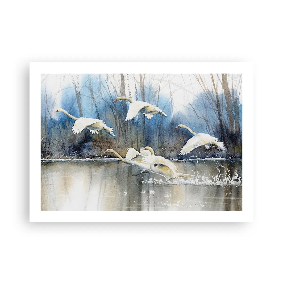Poster - Wie im Märchen von den wilden Schwänen - 70x50 cm