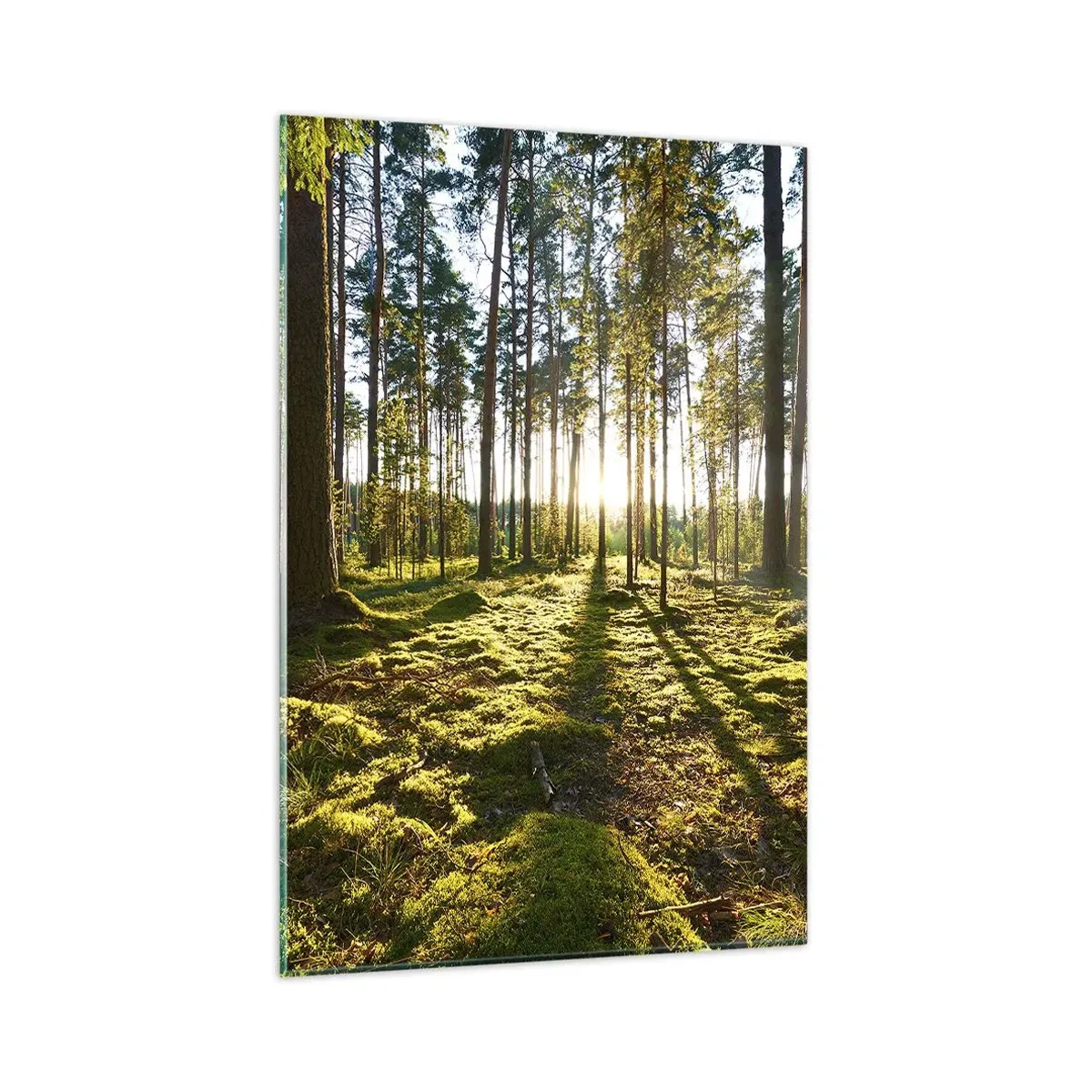 Glasbild - Bild auf glas - Grüner Wald, beleuchtet durch Sonnenlicht auf dem Moos - 80x120cm - … Hinter den sieben Wäldern - Moderne Wanddekoration für Wohnzimmer und Schlafzimmer ARTTOR