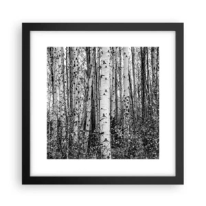 Poster in einem schwarzem Rahmen - Birkenkolonnade - 30x30 cm