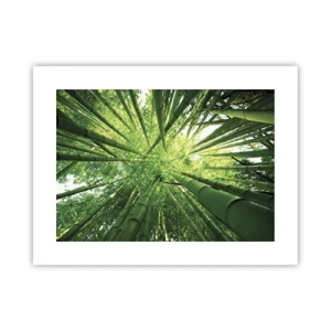 Poster - In einem Bambushain - 40x30 cm